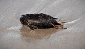 Dead Bird after Storm