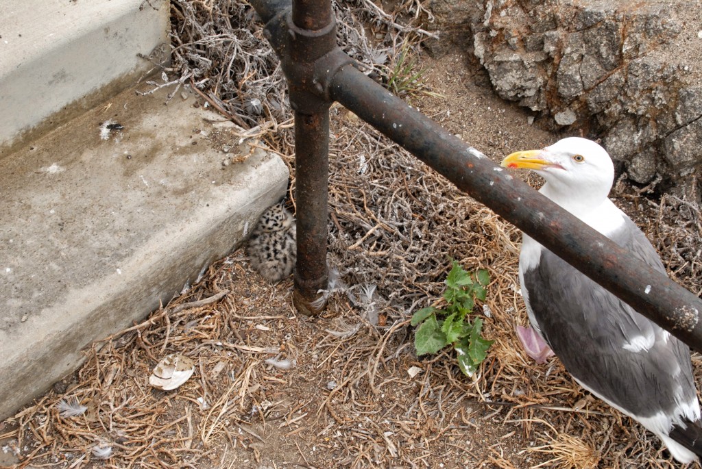 Anacapa Island Seagull Rookery