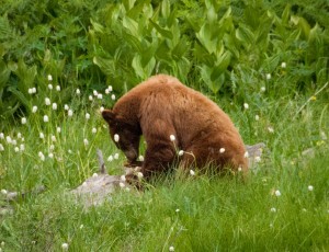 Mother Bear Tears Into a Log- Long Meadow