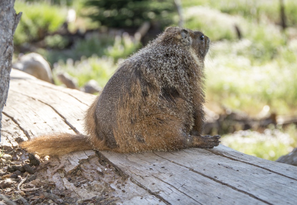 Marmot sitting silly-2